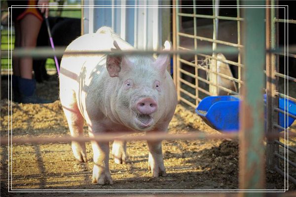 梦见同事的妈妈