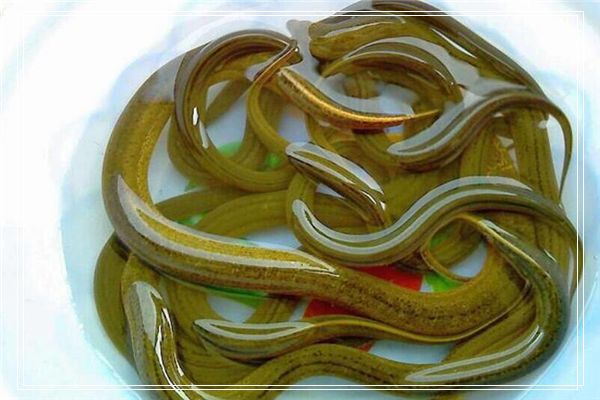 梦见绿油油的大青菜
