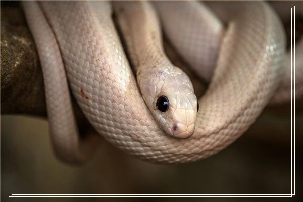 梦见男孩突然生气被蒙头