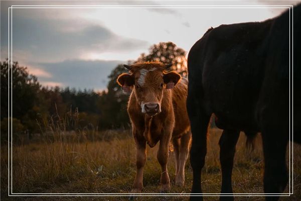 梦见干爹老婆死了