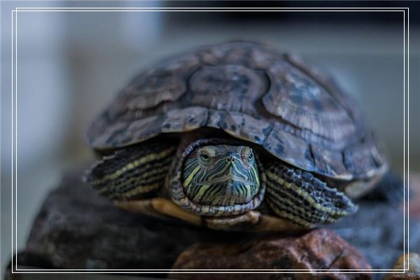 梦见怀孕的同学死了