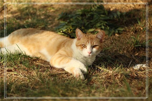 梦见以前养的猫